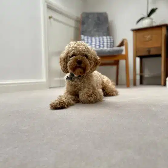 Wool Cut Pile Cavalier Carpets Cartouche Collection with Dog