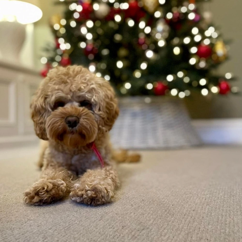 Carpets For Christmas By Cavalier Carpets At Floormaster