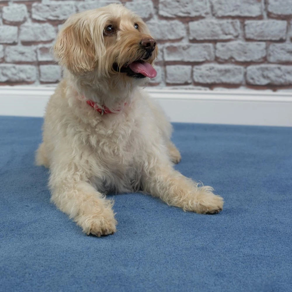 Penthouse Carpets In Yorkshire, Labradoodle Dog On Wentworth Dalston Carpet